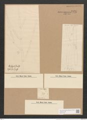 Achnanthes seriata Ag. (de-Toni-Nr.: Genus 43, Species 1928) Zeichnungen Sammlung Grunow Nr. 3830 (NHMW-BOT-W0371518)
